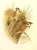 Gronvold Birds 1907 Sparrow Tree A4 Photo Print
