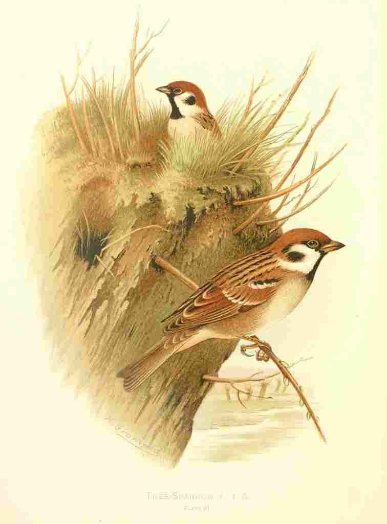 Gronvold Birds 1907 Sparrow Tree A4 Photo Print