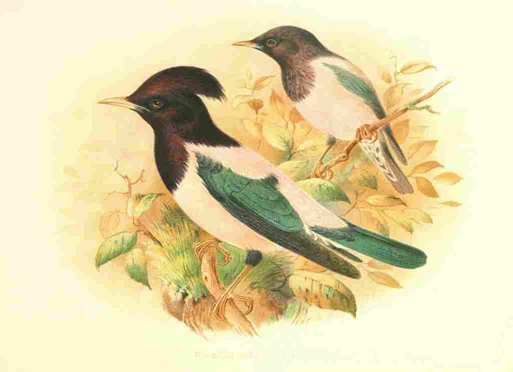 Gronvold Birds 1907 Starling Rose coloured A4 Photo Print