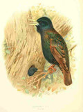 Gronvold Birds 1907 Starling A4 Photo Print