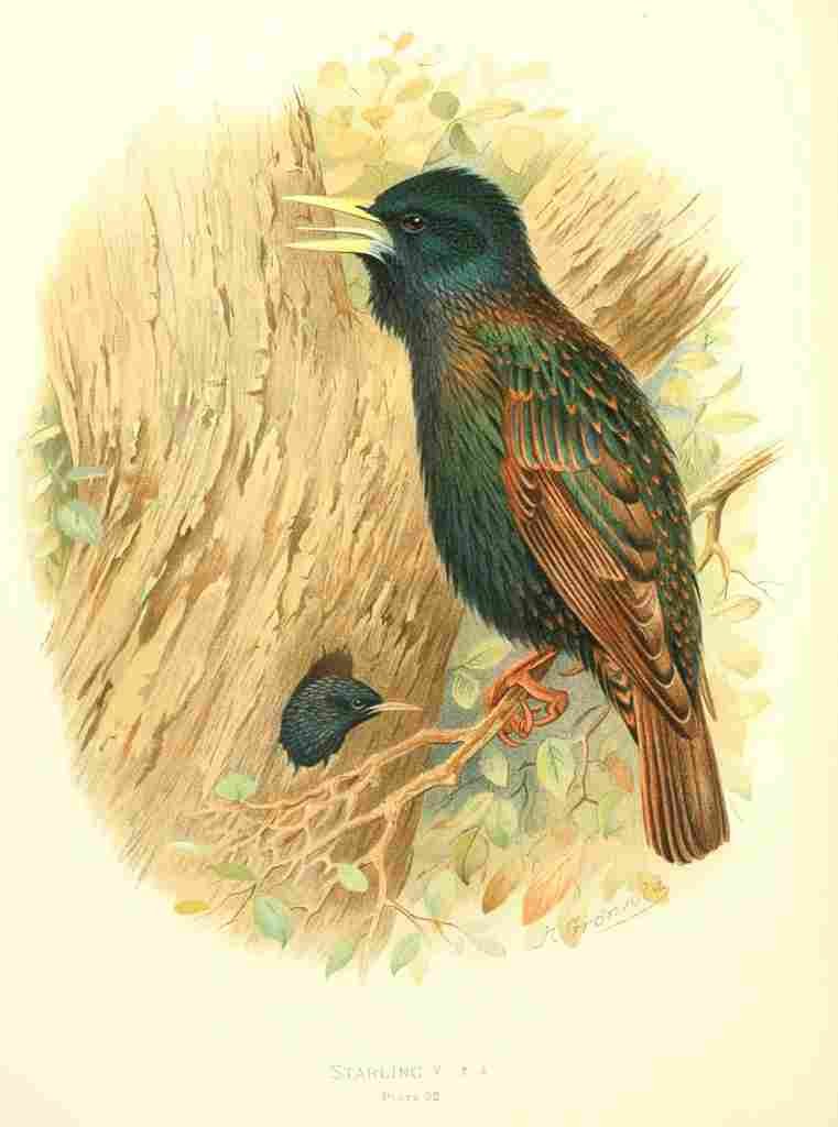 Gronvold Birds 1907 Starling A4 Photo Print
