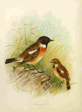 Gronvold Birds 1907 Stonechat A4 Photo Print