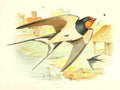 Gronvold Birds 1907 Swallow A4 Photo Print