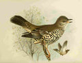 Gronvold Birds 1907 Thrush Missel A4 Photo Print