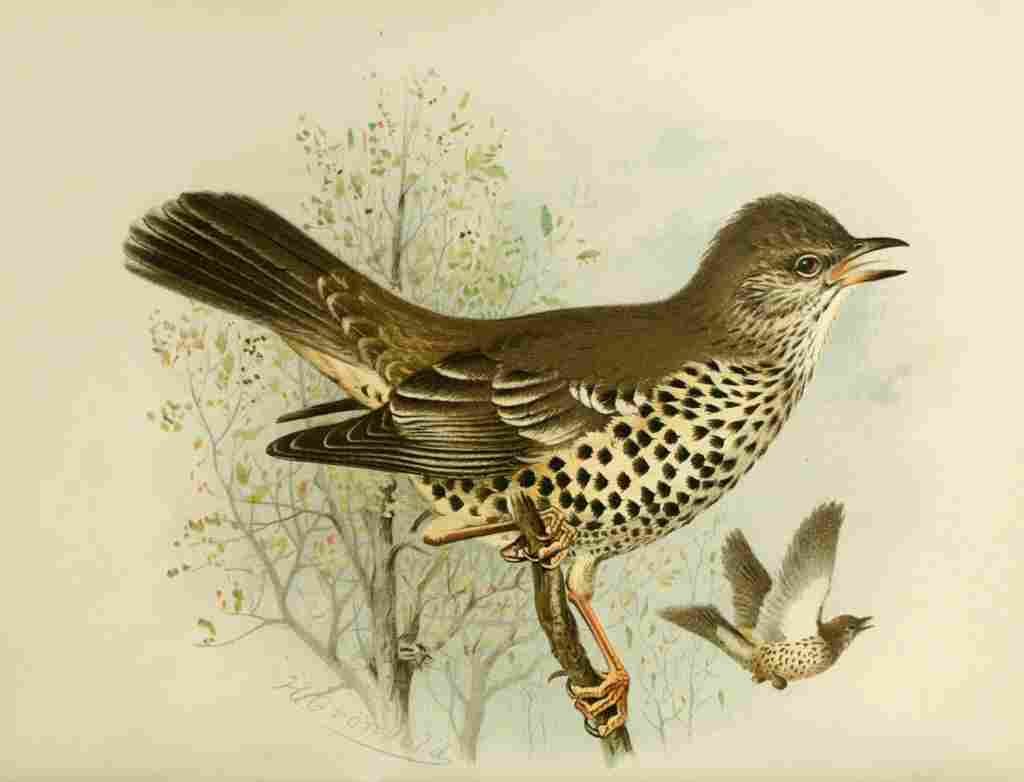 Gronvold Birds 1907 Thrush Missel A4 Photo Print