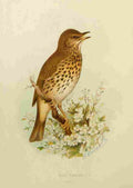 Gronvold Birds 1907 Thrush Song A4 Photo Print