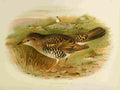 Gronvold Birds 1907 Thrush Whites A4 Photo Print