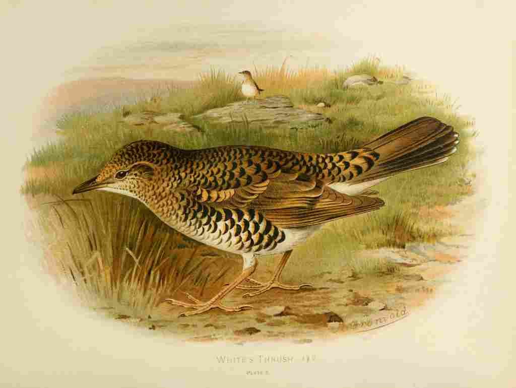 Gronvold Birds 1907 Thrush Whites A4 Photo Print