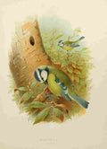 Gronvold Birds 1907 Tit Blue A4 Photo Print