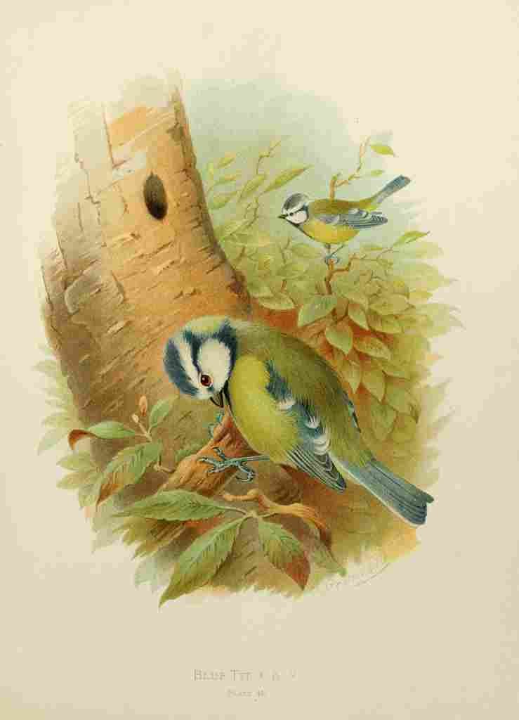 Gronvold Birds 1907 Tit Blue A4 Photo Print