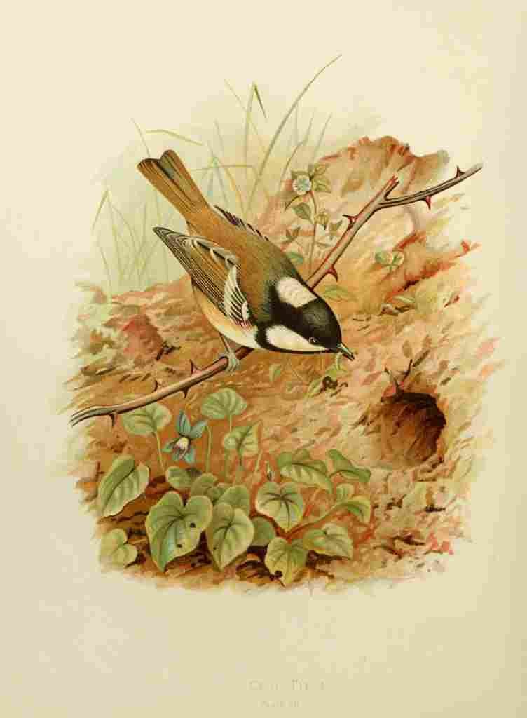 Gronvold Birds 1907 Tit Coal A4 Photo Print