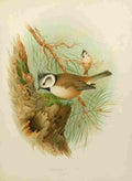 Gronvold Birds 1907 Tit Crested A4 Photo Print