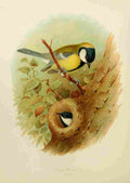 Gronvold Birds 1907 Tit Great A4 Photo Print