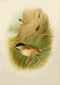 Gronvold Birds 1907 Tit Marsh A4 Photo Print