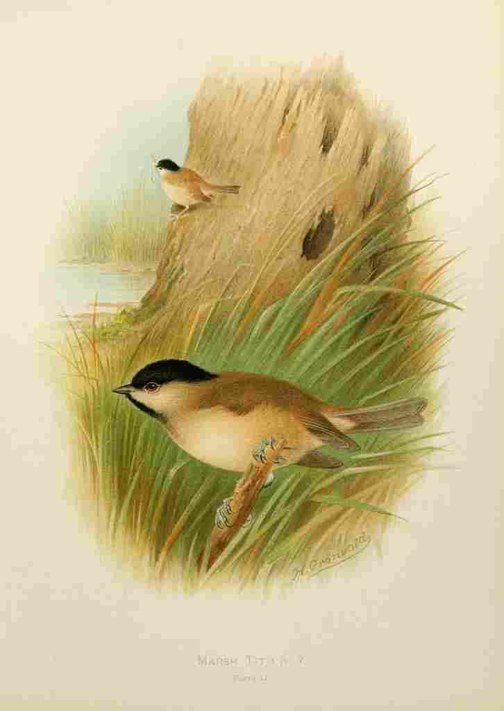 Gronvold Birds 1907 Tit Marsh A4 Photo Print