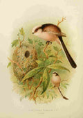 Gronvold Birds 1907 Titmouse Long tailed A4 Photo Print