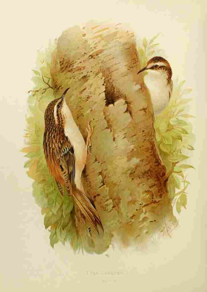 Gronvold Birds 1907 Tree Creeper A4 Photo Print