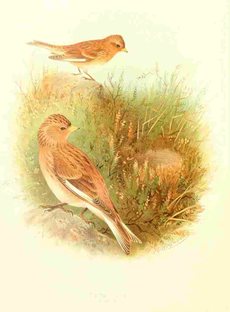 Gronvold Birds 1907 Twite A4 Photo Print