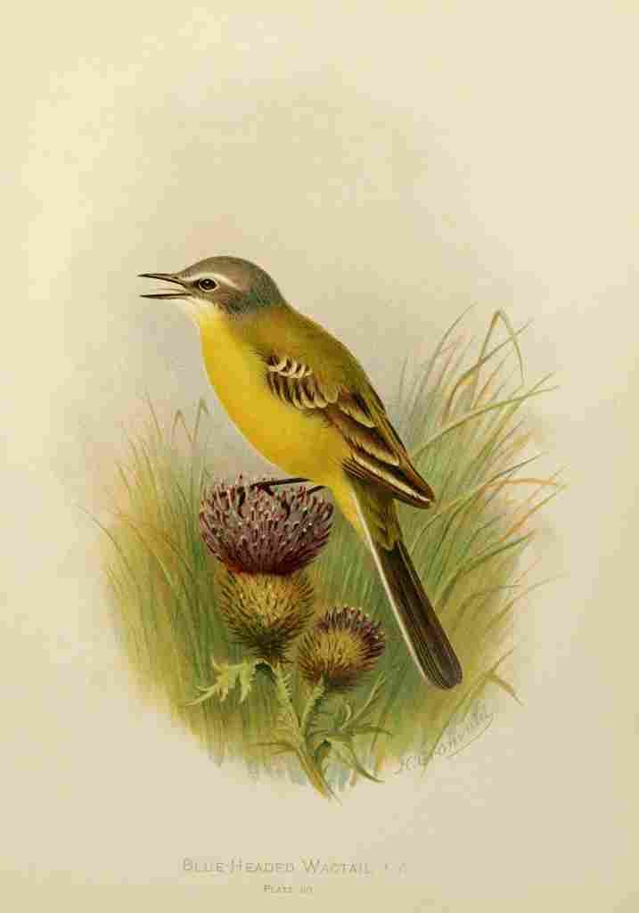 Gronvold Birds 1907 Wagtail Blue headed A4 Photo Print