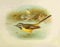 Gronvold Birds 1907 Wagtail Grey A4 Photo Print