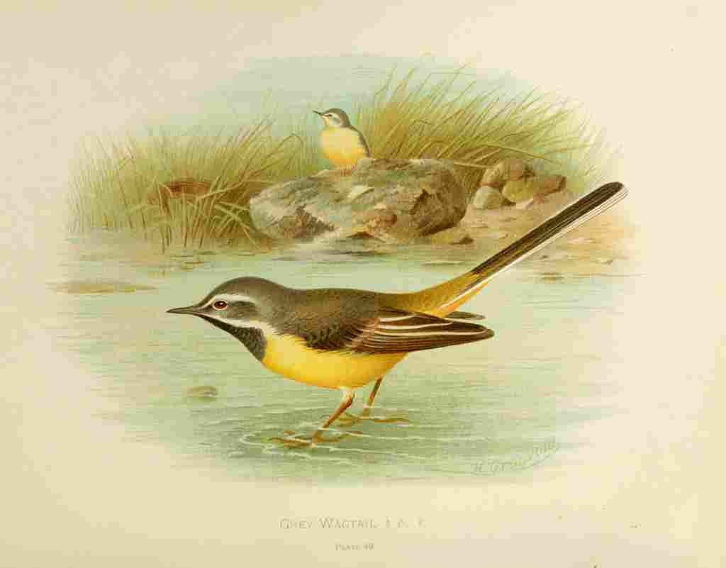 Gronvold Birds 1907 Wagtail Grey A4 Photo Print