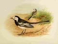Gronvold Birds 1907 Wagtail Pied A4 Photo Print