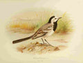 Gronvold Birds 1907 Wagtail White A4 Photo Print