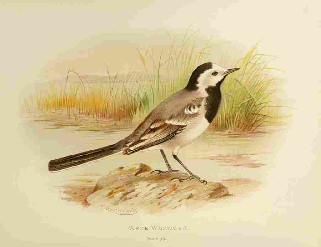 Gronvold Birds 1907 Wagtail White A4 Photo Print