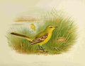 Gronvold Birds 1907 Wagtail Yellow A4 Photo Print