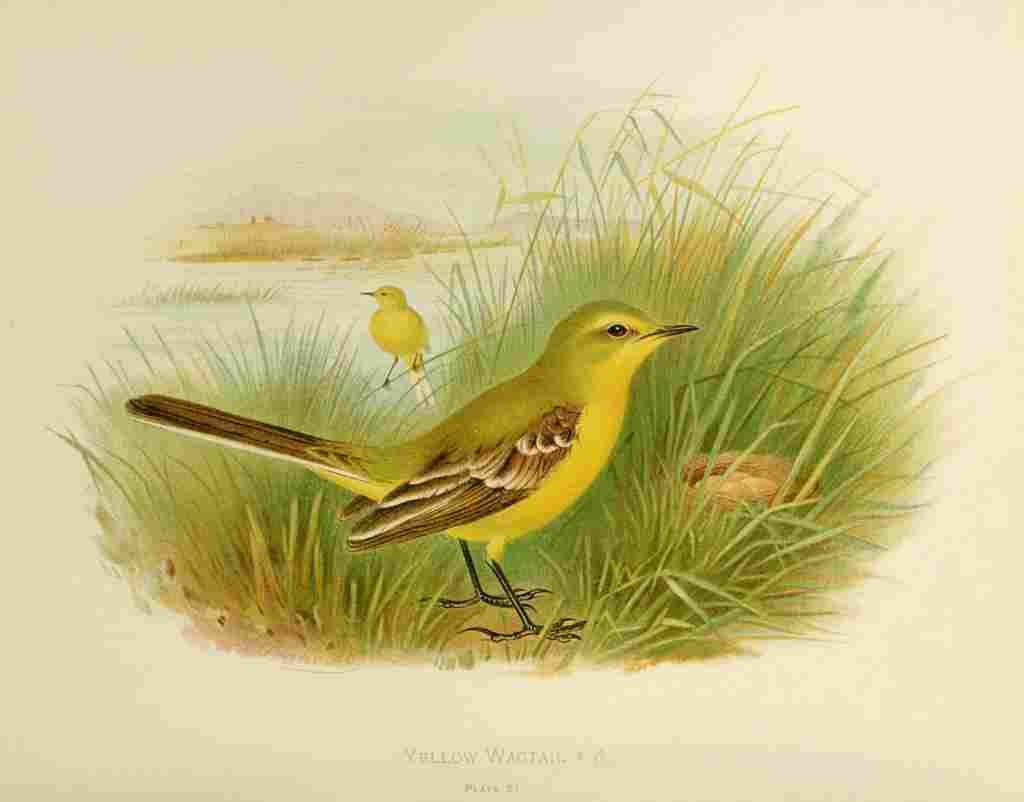Gronvold Birds 1907 Wagtail Yellow A4 Photo Print