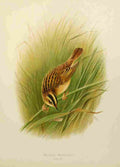 Gronvold Birds 1907 Warbler Aquatic A4 Photo Print