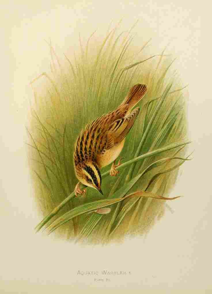Gronvold Birds 1907 Warbler Aquatic A4 Photo Print