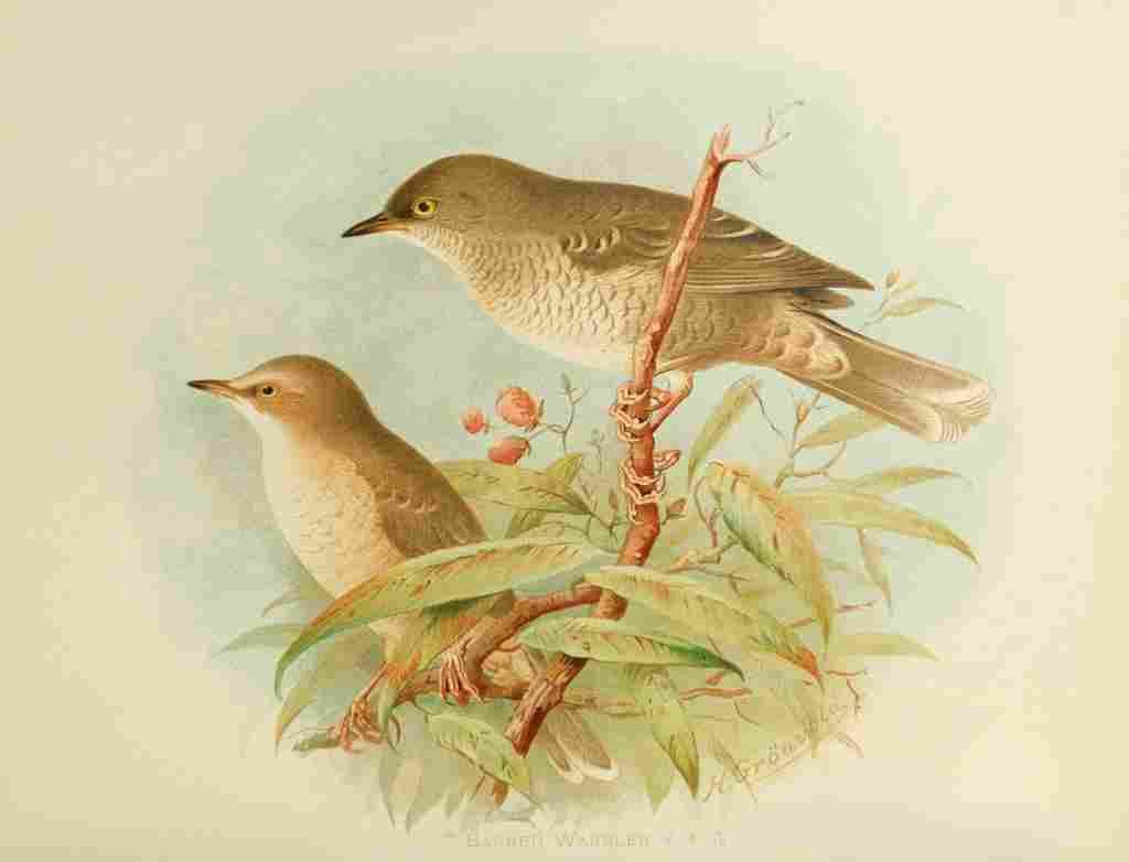 Gronvold Birds 1907 Warbler Barred A4 Photo Print