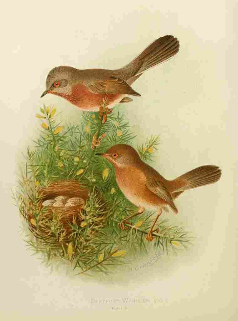 Gronvold Birds 1907 Warbler Dartford A4 Photo Print