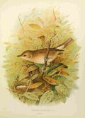 Gronvold Birds 1907 Warbler Garden A4 Photo Print