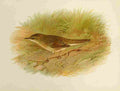 Gronvold Birds 1907 Warbler Grasshopper A4 Photo Print