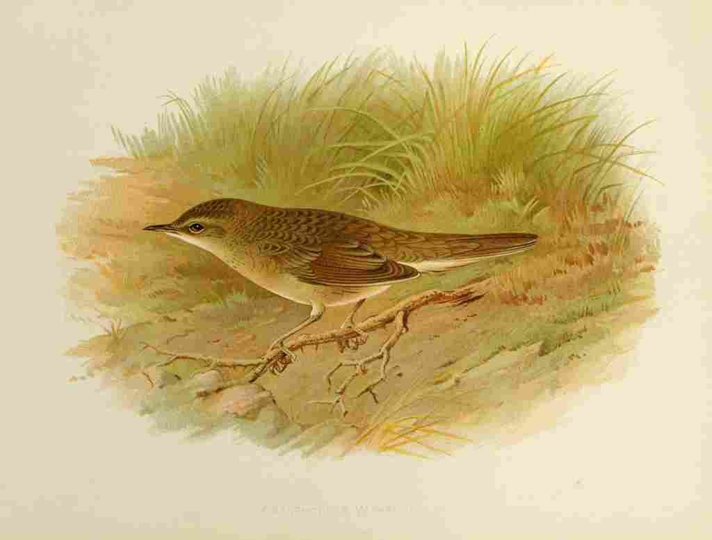 Gronvold Birds 1907 Warbler Grasshopper A4 Photo Print