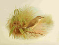 Gronvold Birds 1907 Warbler Marsh A4 Photo Print