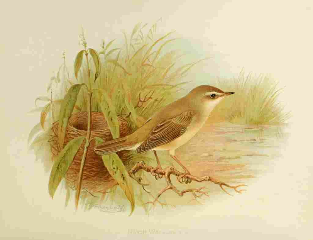 Gronvold Birds 1907 Warbler Marsh A4 Photo Print