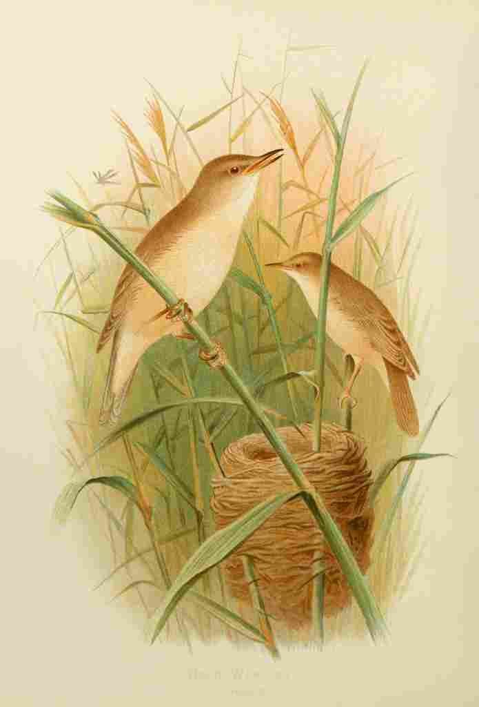 Gronvold Birds 1907 Warbler Reed A4 Photo Print