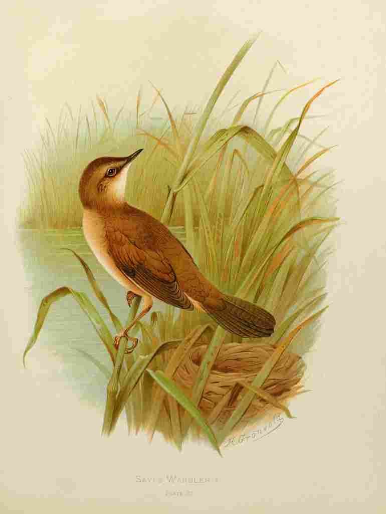 Gronvold Birds 1907 Warbler Savis A4 Photo Print