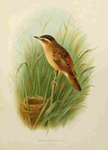 Gronvold Birds 1907 Warbler Sedge A4 Photo Print