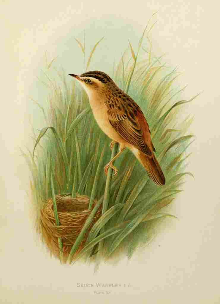 Gronvold Birds 1907 Warbler Sedge A4 Photo Print