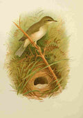 Gronvold Birds 1907 Warbler Willow A4 Photo Print
