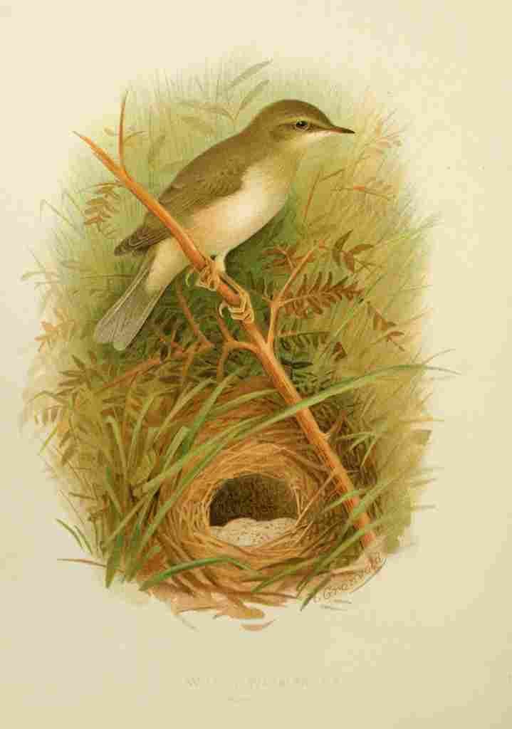 Gronvold Birds 1907 Warbler Willow A4 Photo Print