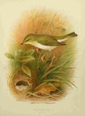 Gronvold Birds 1907 Warbler Wood A4 Photo Print