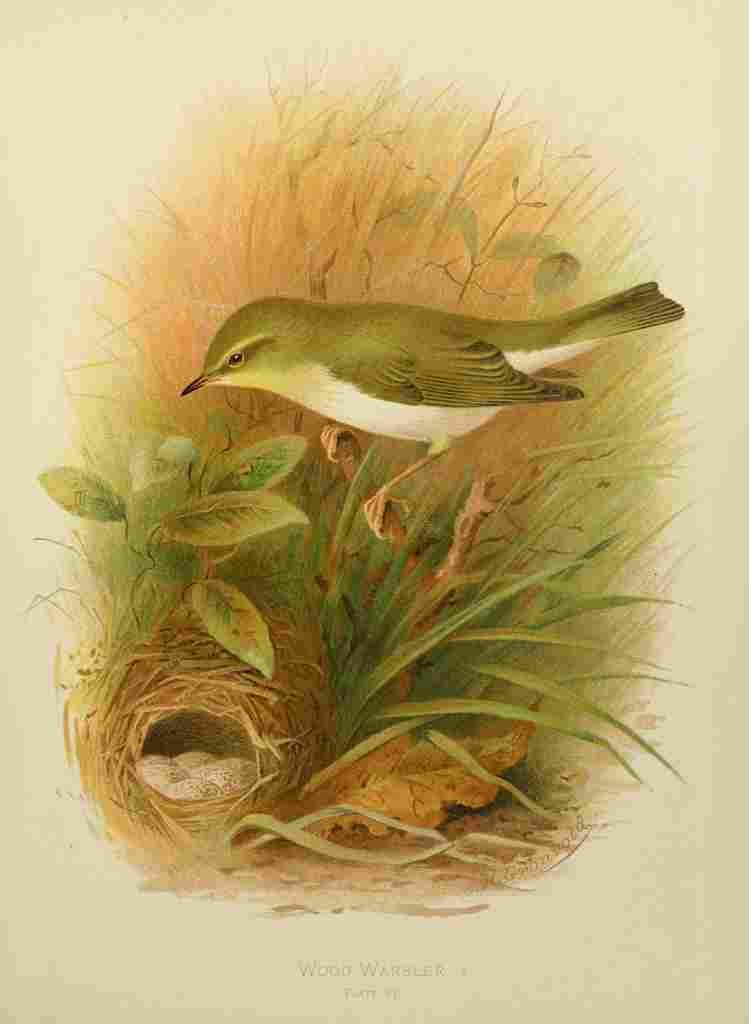 Gronvold Birds 1907 Warbler Wood A4 Photo Print