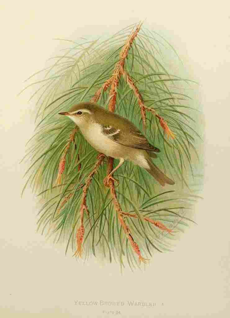 Gronvold Birds 1907 Warbler Yellow browed A4 Photo Print
