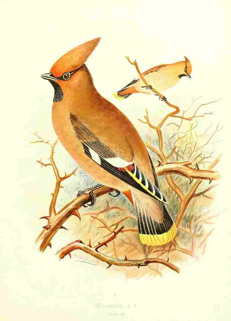 Gronvold Birds 1907 Waxwing A4 Photo Print