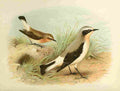 Gronvold Birds 1907 Wheatear A4 Photo Print